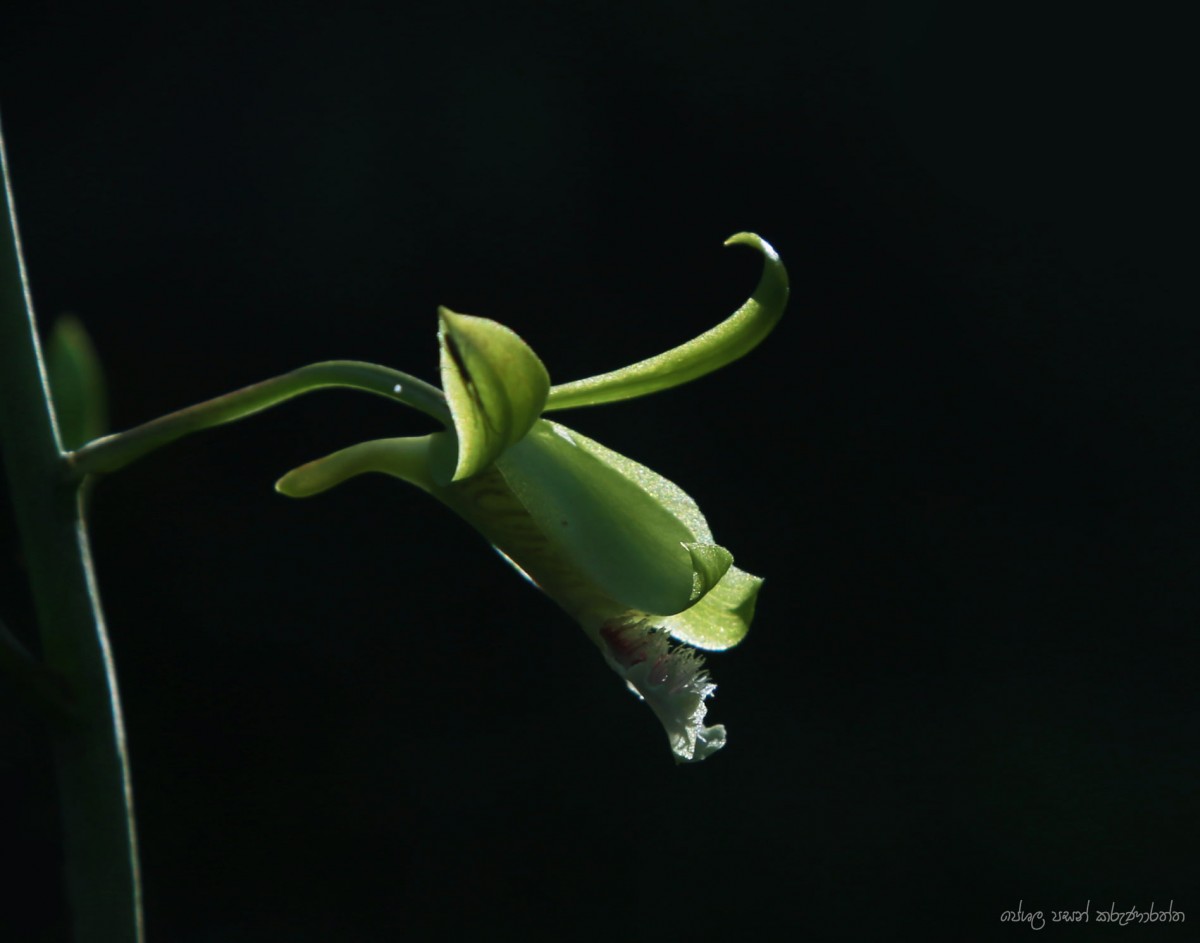 Eulophia epidendraea (J.Koenig ex Retz.) C.E.C.Fisch.